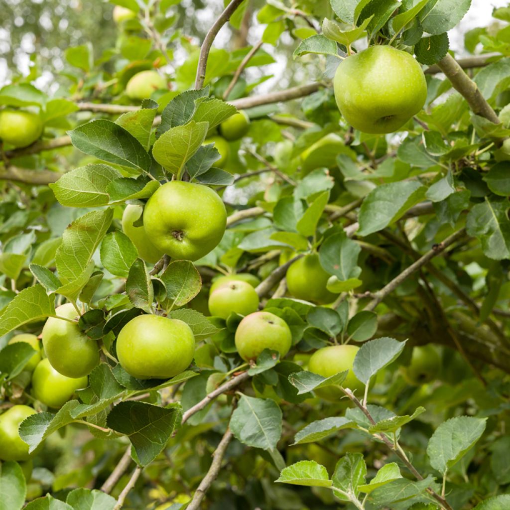 Tarhaomenapuu Bramley's Seedling