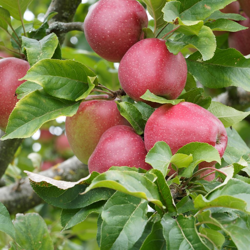 Tarhaomenapuu Rajka