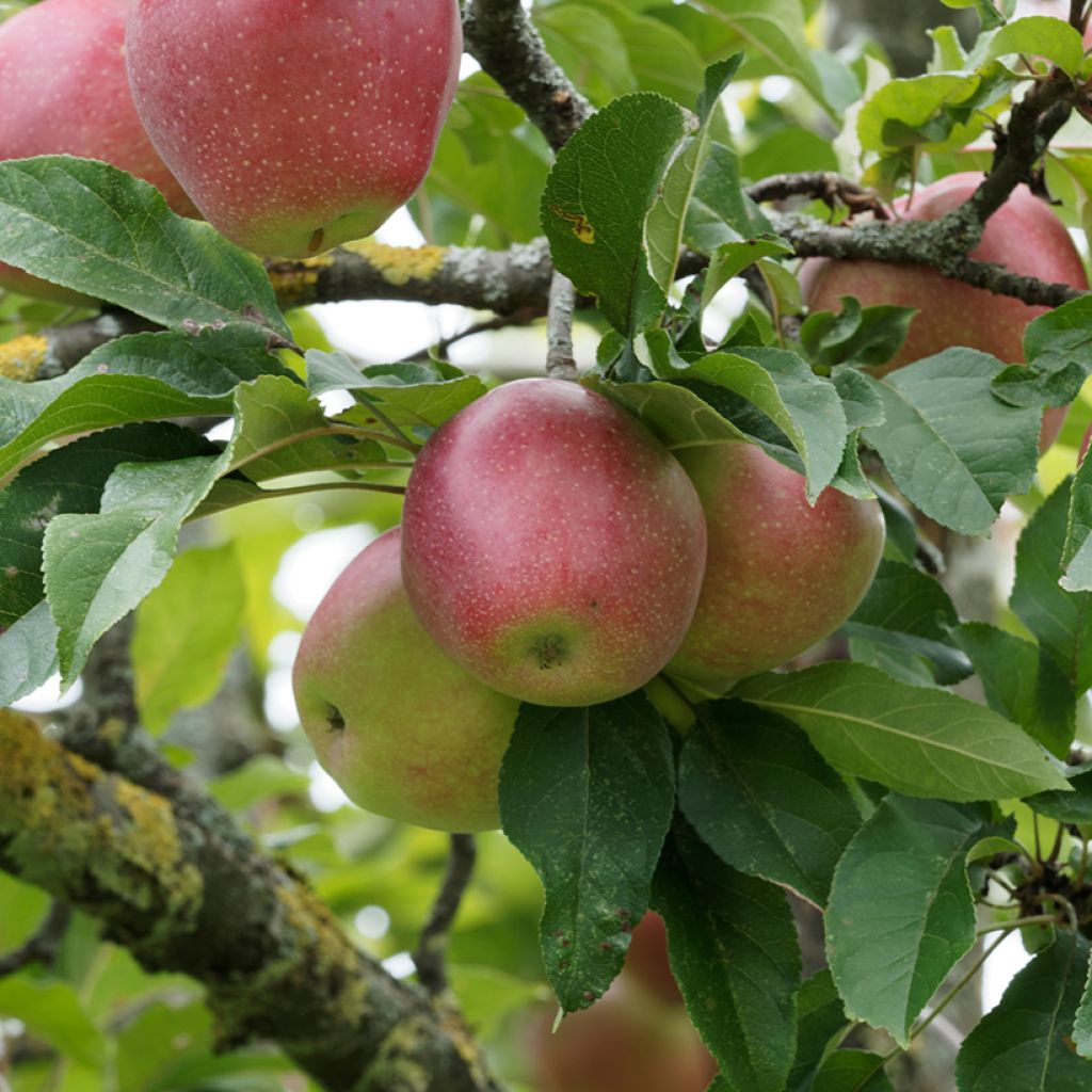 Tarhaomenapuu Żeleźniak