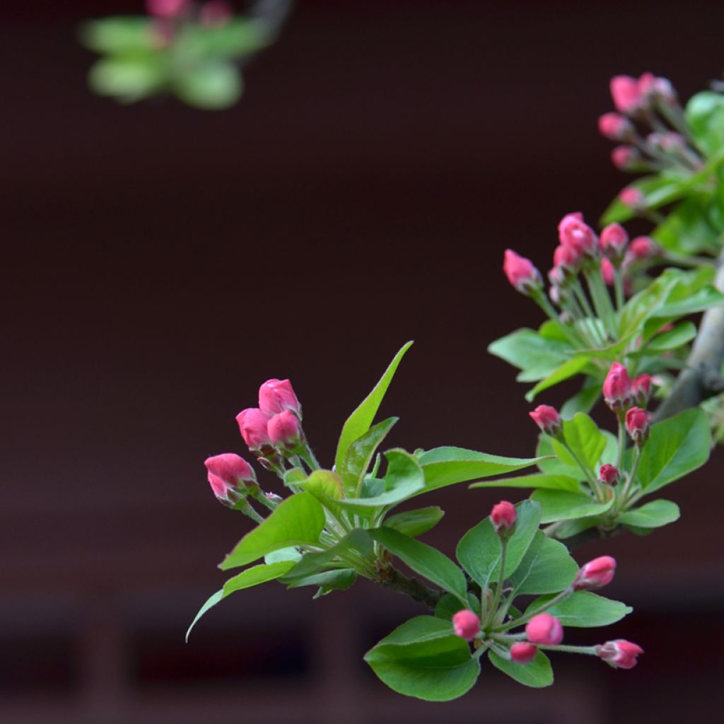 Koristeomenapuu - Malus x micromalus