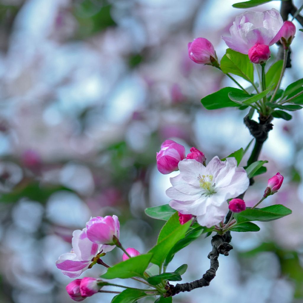 Koristeomenapuu - Malus x micromalus