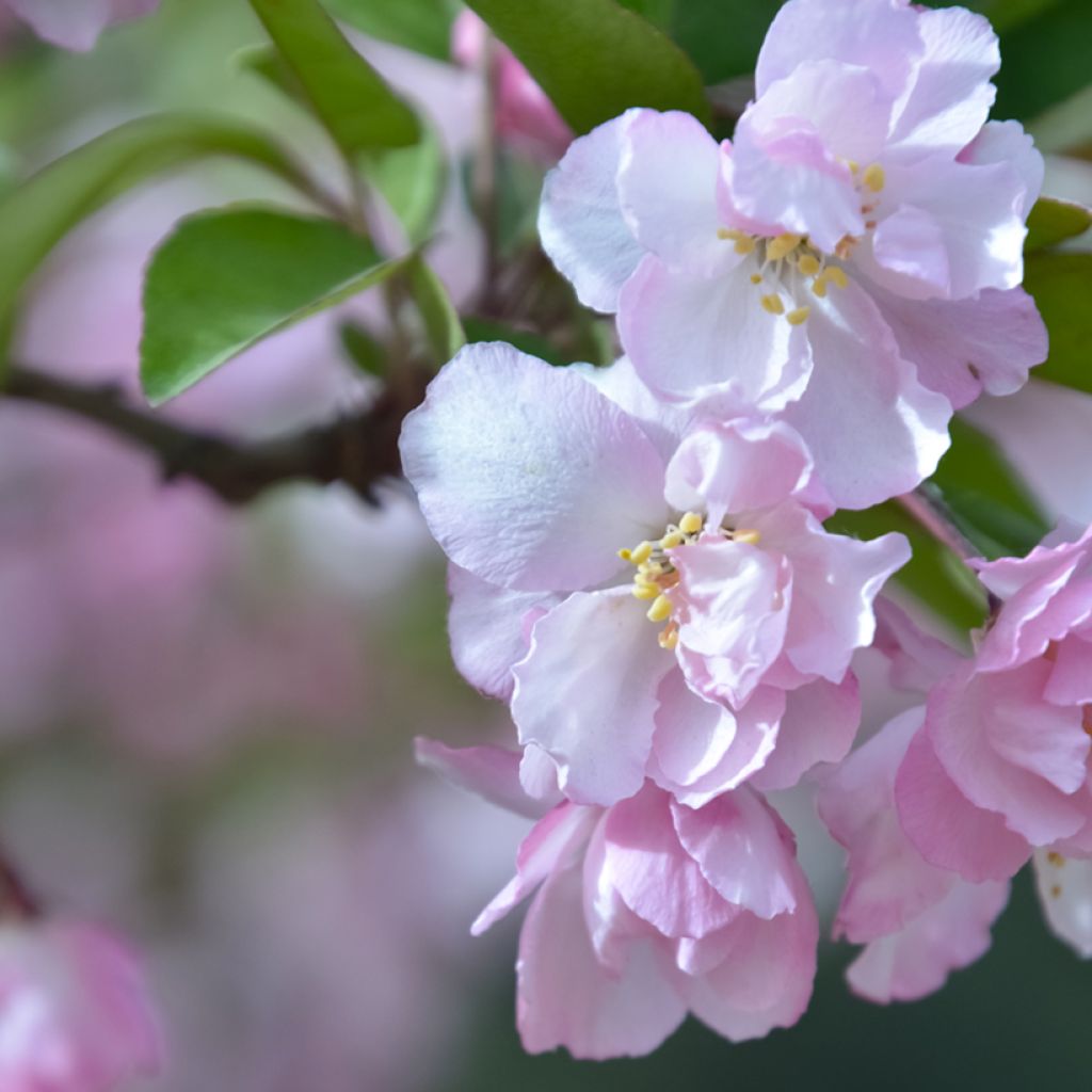 Koristeomenapuu - Malus x micromalus