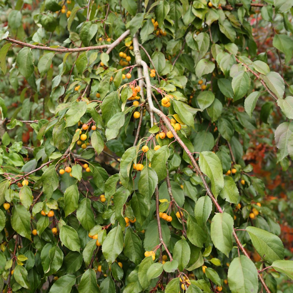 Koristeomenapuu Pendula