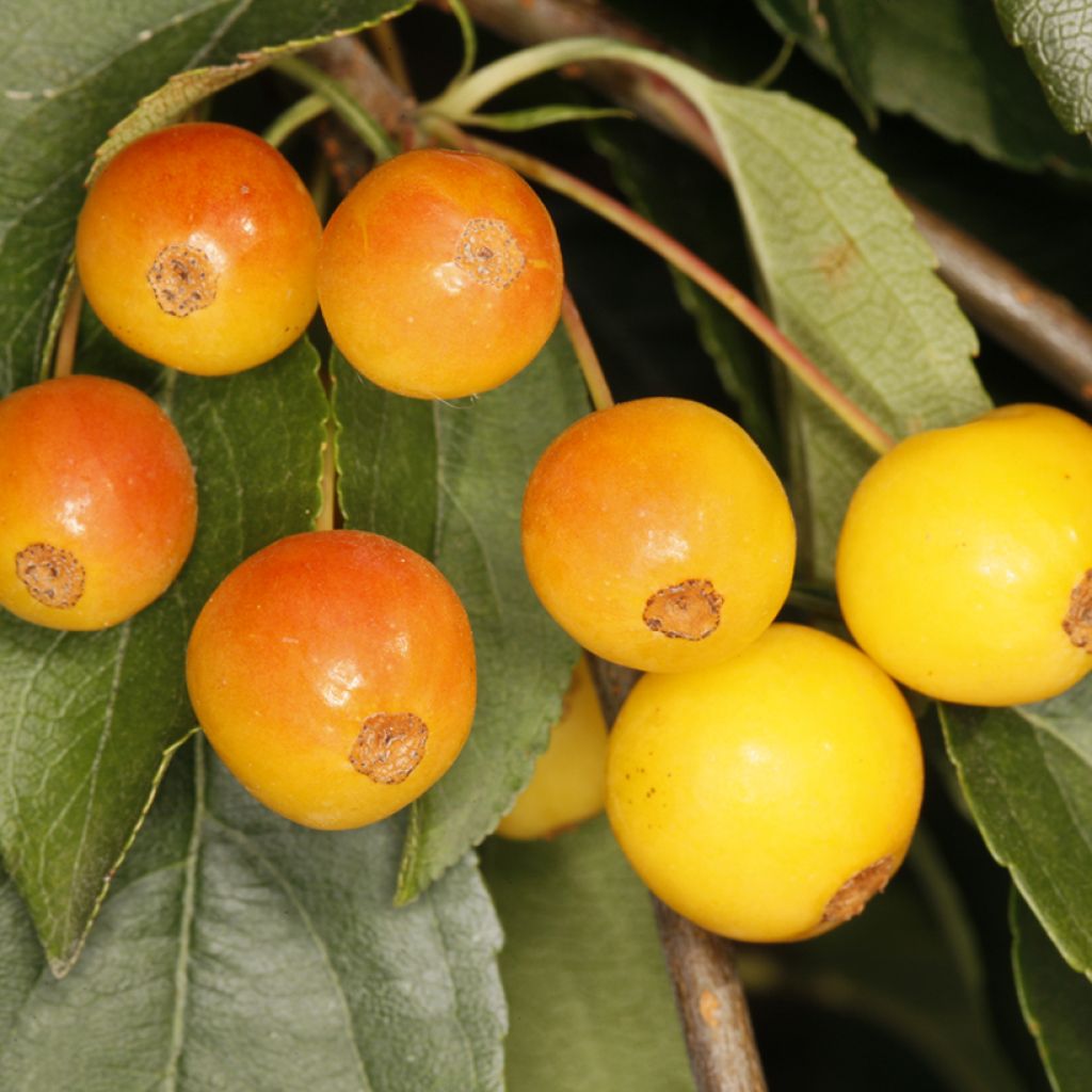 Koristeomenapuu Pendula