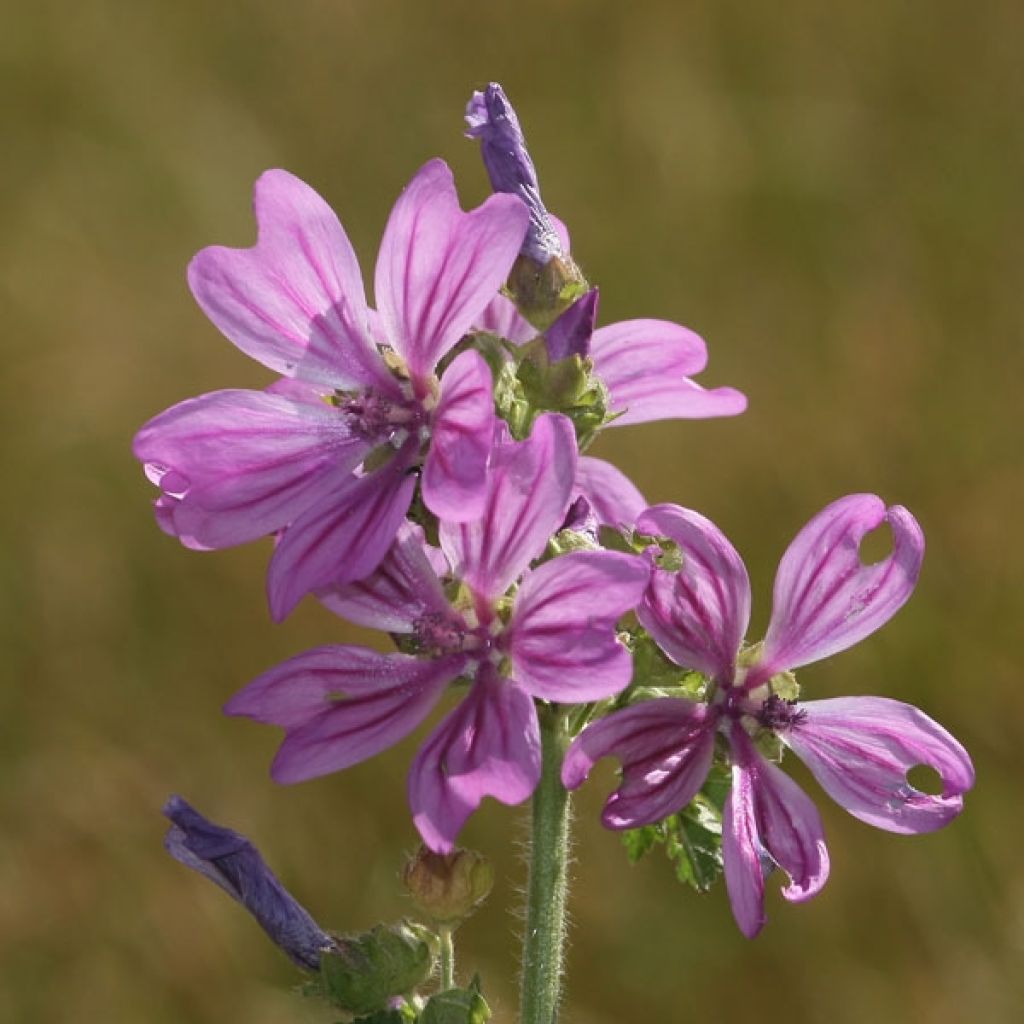 Kiiltomalva - Malva sylvestris