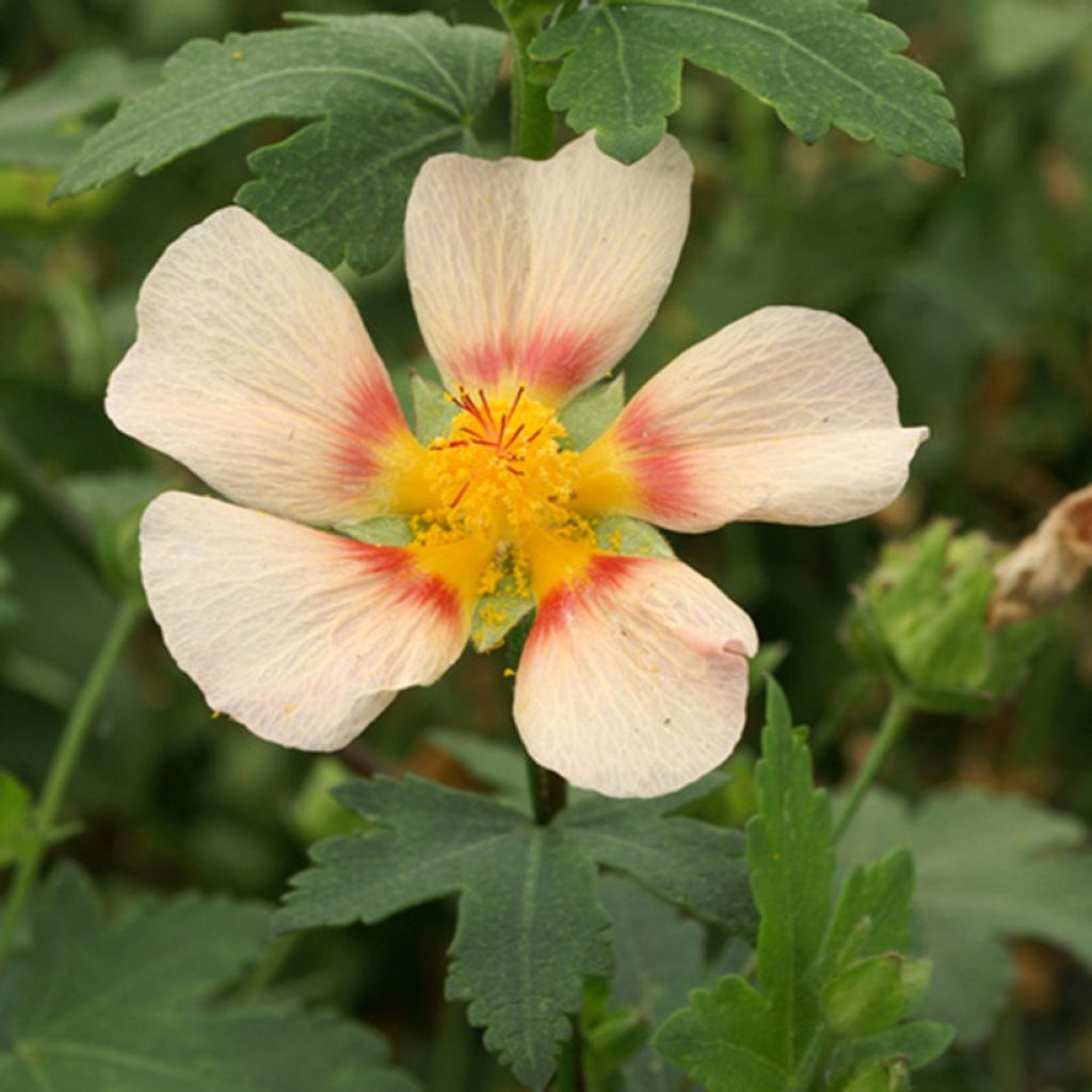 Malvakkee - Malvastrum lateritium