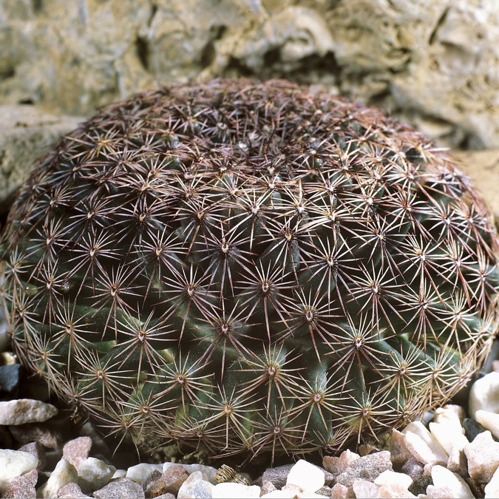Cactus - Mammillaria heyderi