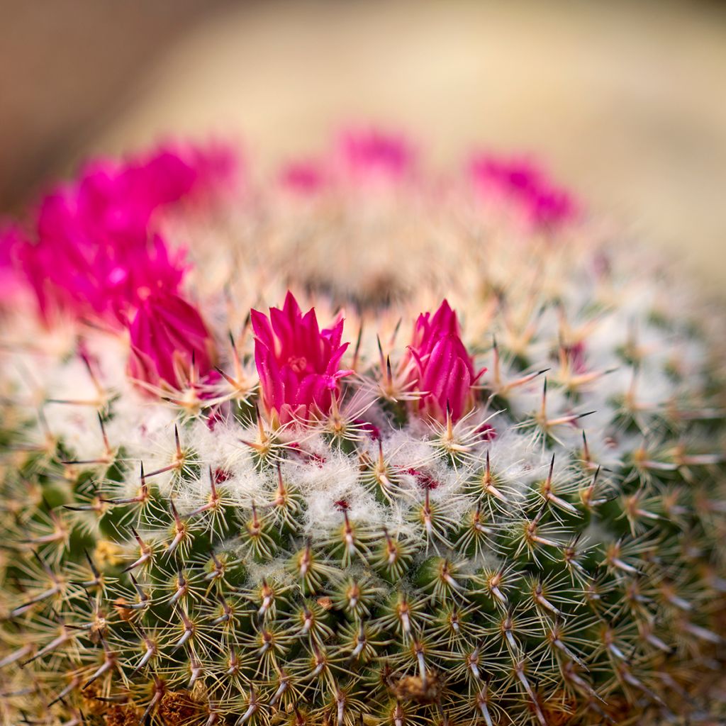 Syyläkaktus - Mammillaria ruestii