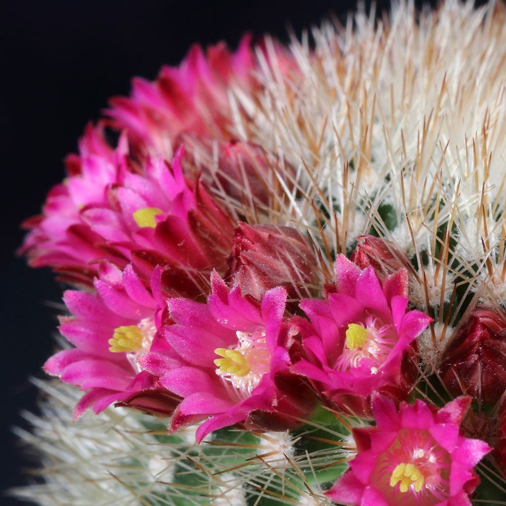 Syyläkaktus - Mammillaria ruestii