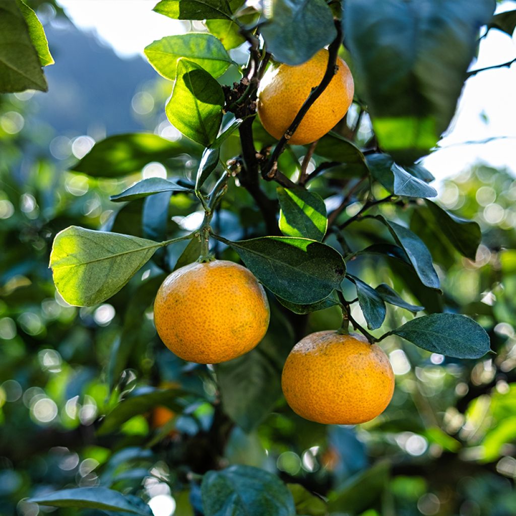 Satsuma - Citrus reticulata subsp. unshiu
