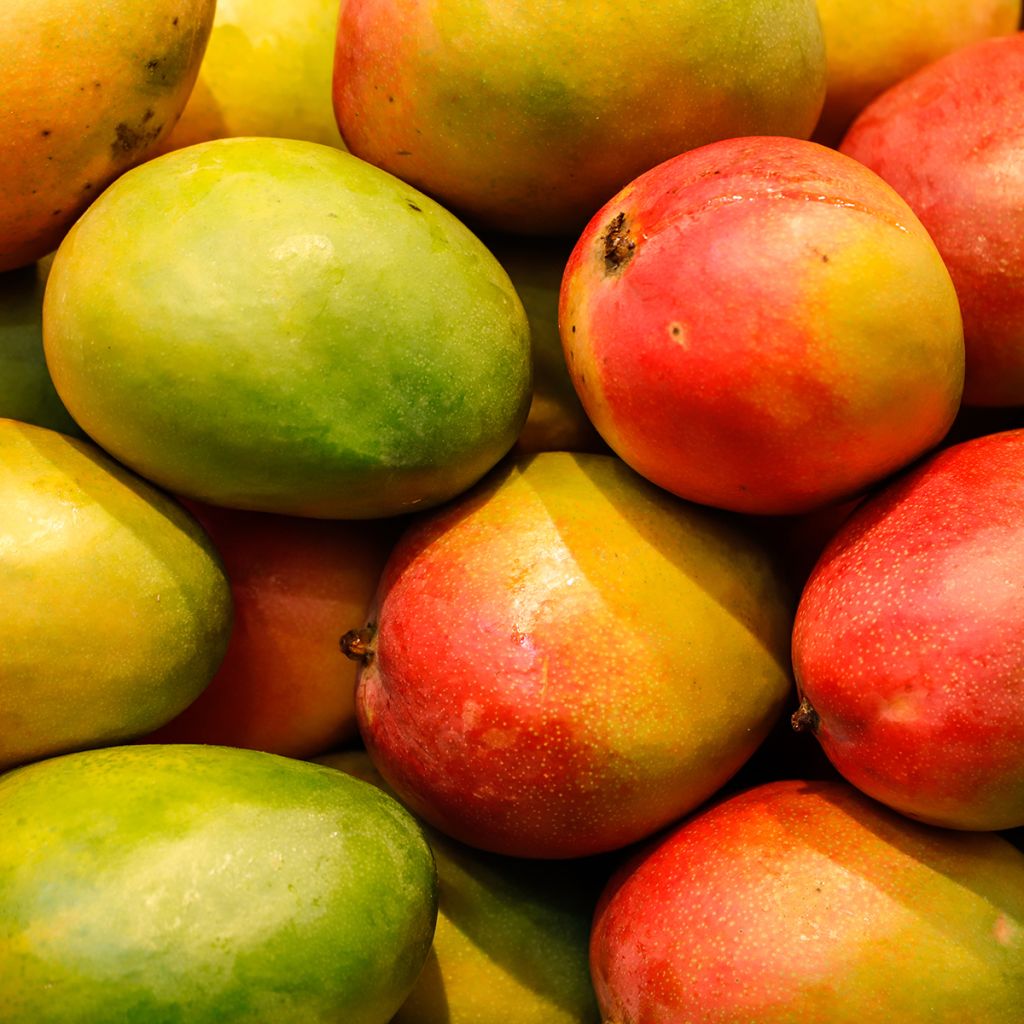 Mangopuu - Mangifera indica