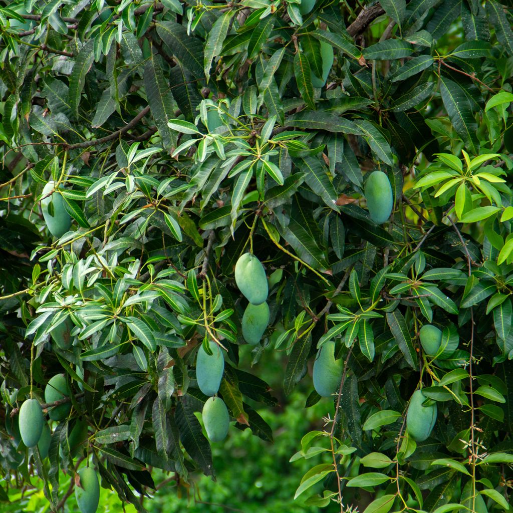 Mangopuu - Mangifera indica