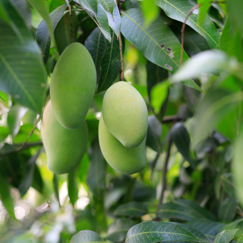 Mangopuu - Mangifera indica