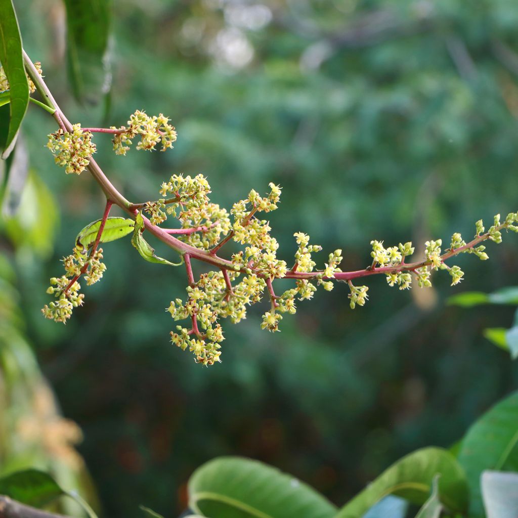 Mangopuu - Mangifera indica