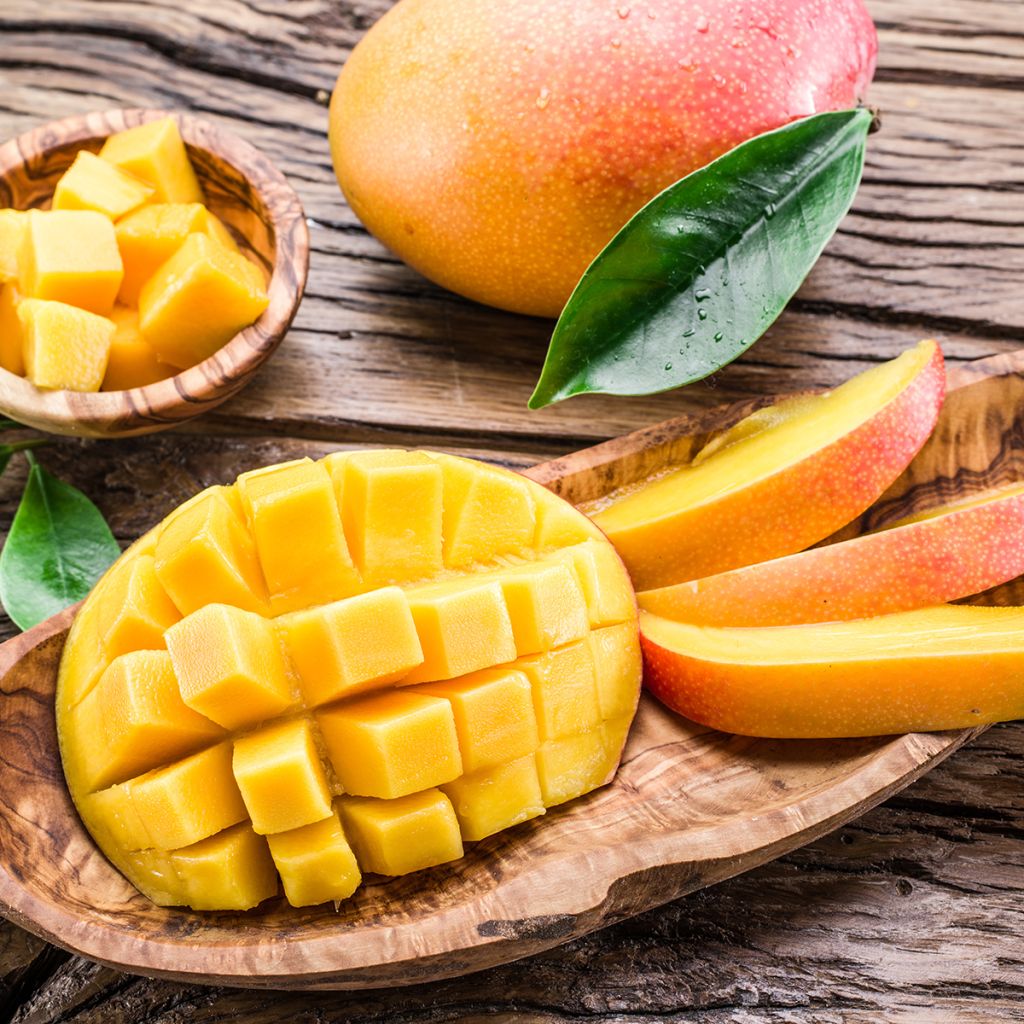 Mangopuu - Mangifera indica
