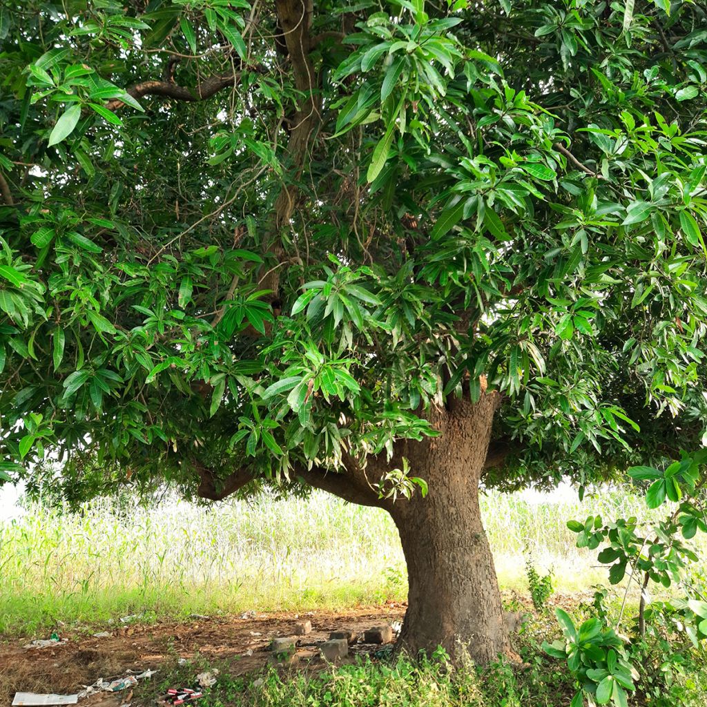 Mangopuu - Mangifera indica