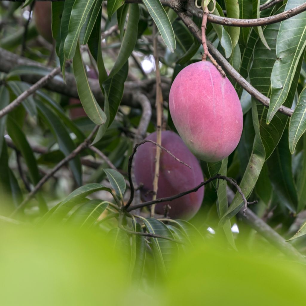 Mangopuu Irwin