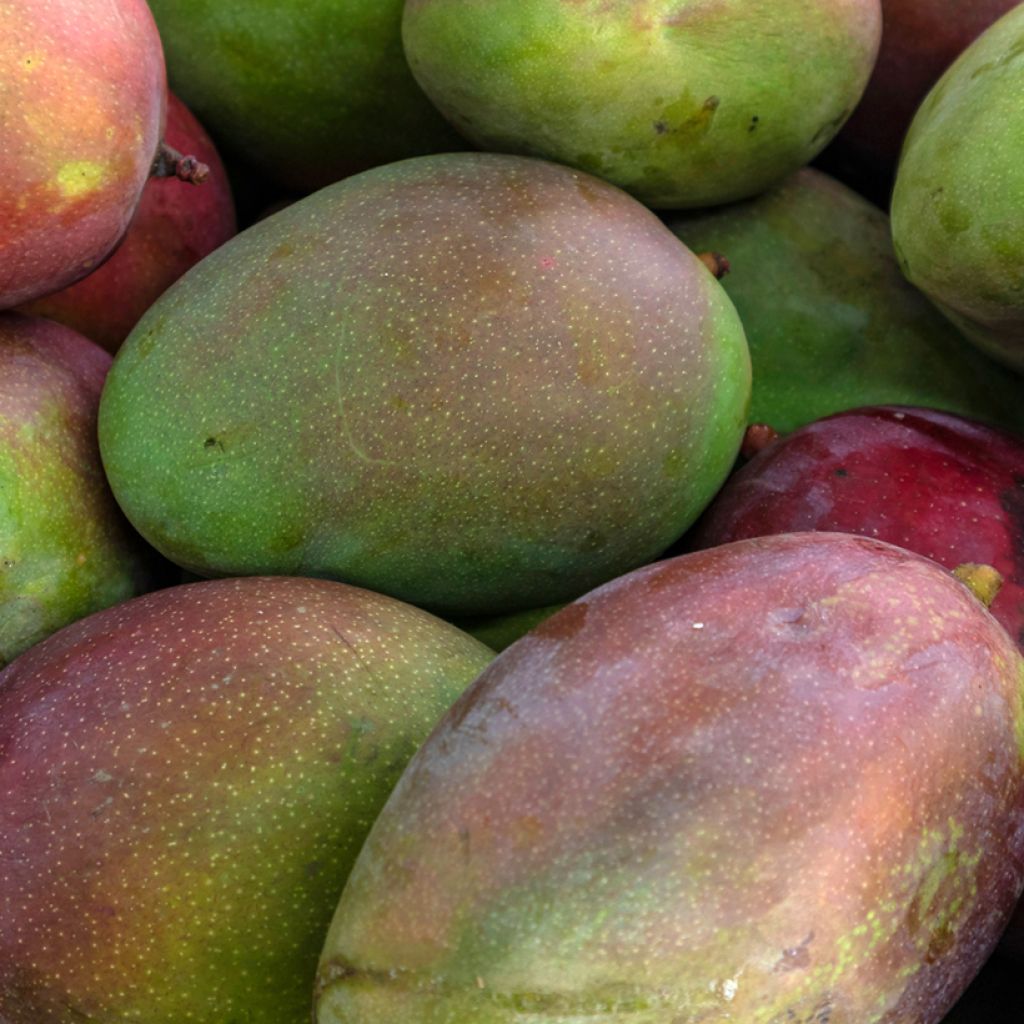 Mangopuu Keitt