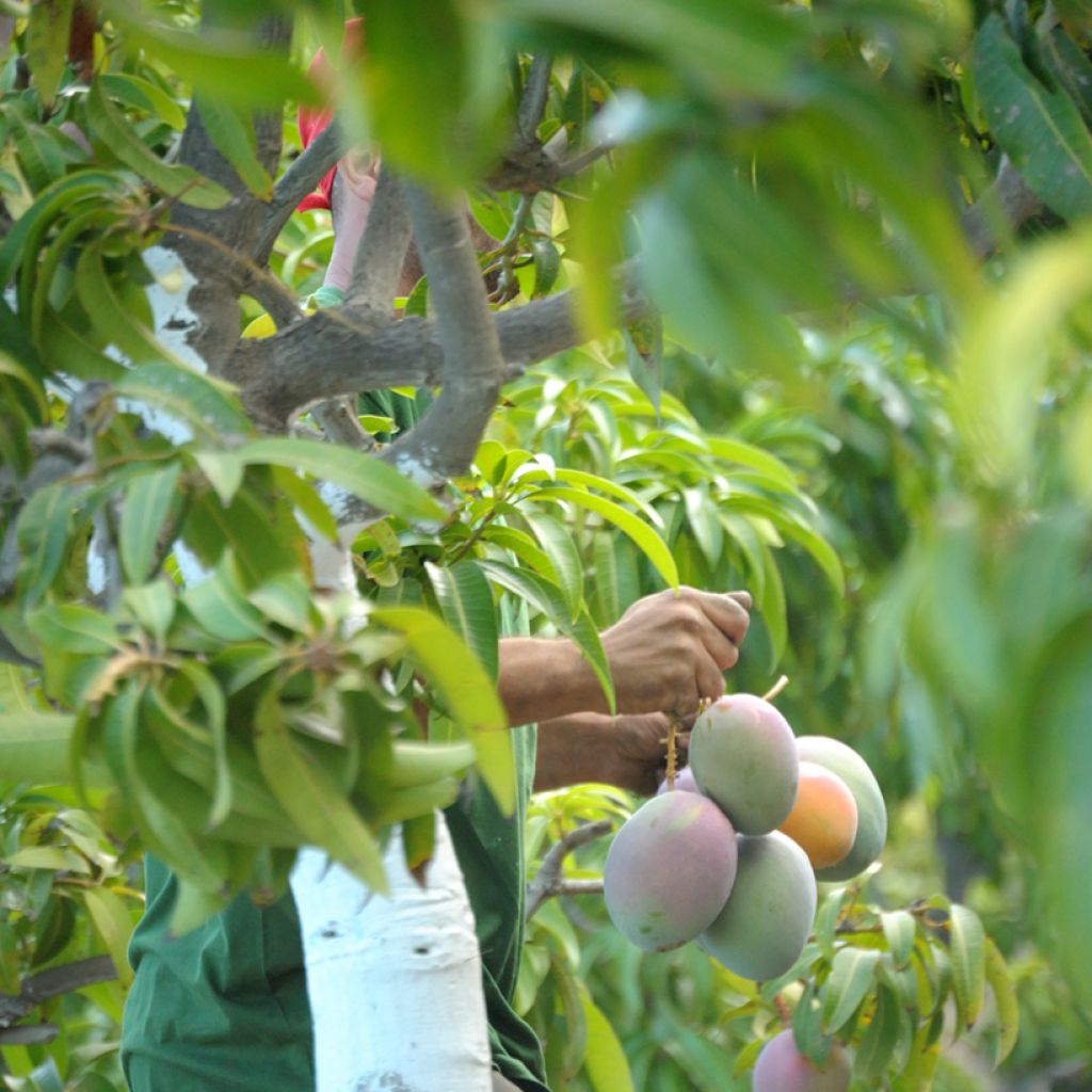 Mangopuu Keitt