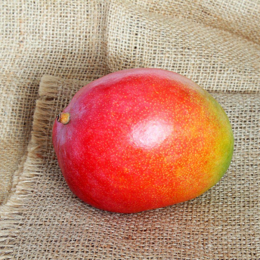 Mangopuu Kent