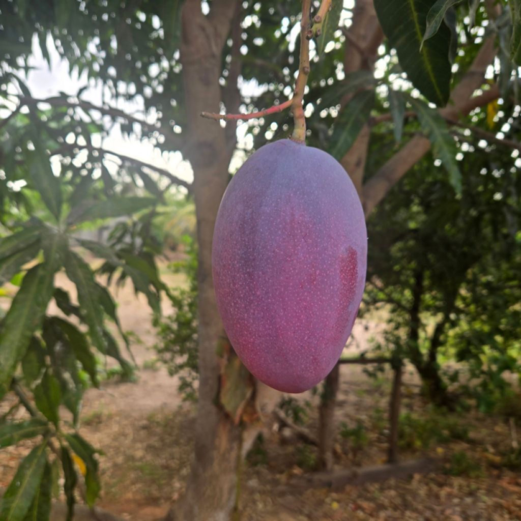 Mangopuu Palmer