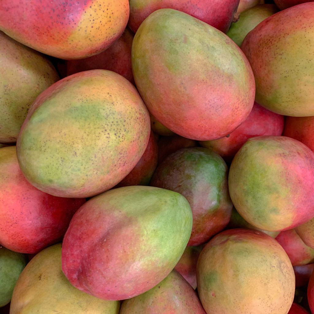 Mangopuu Tommy Atkins
