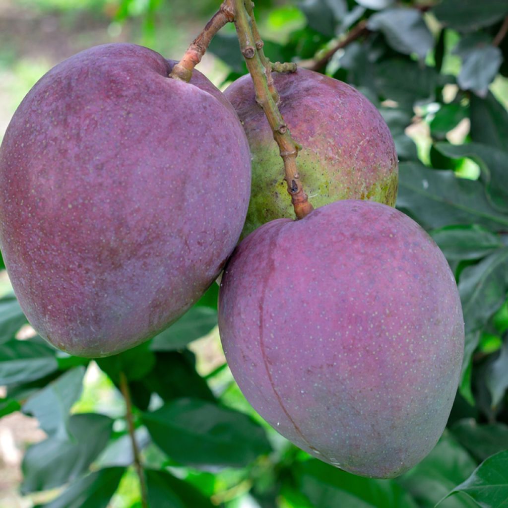 Mangopuu Tommy Atkins