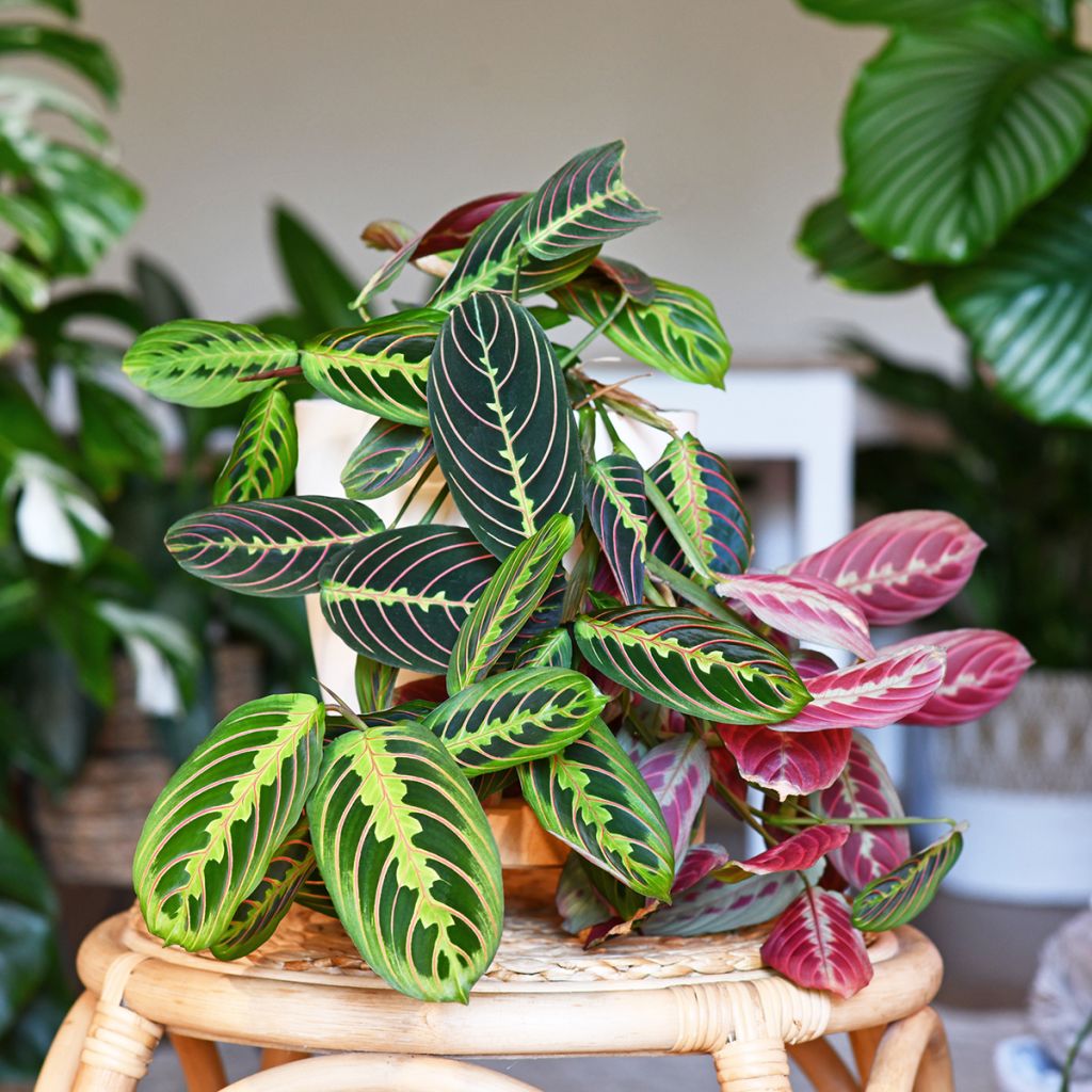 Maranta leuconeura Tricolor Fascinator