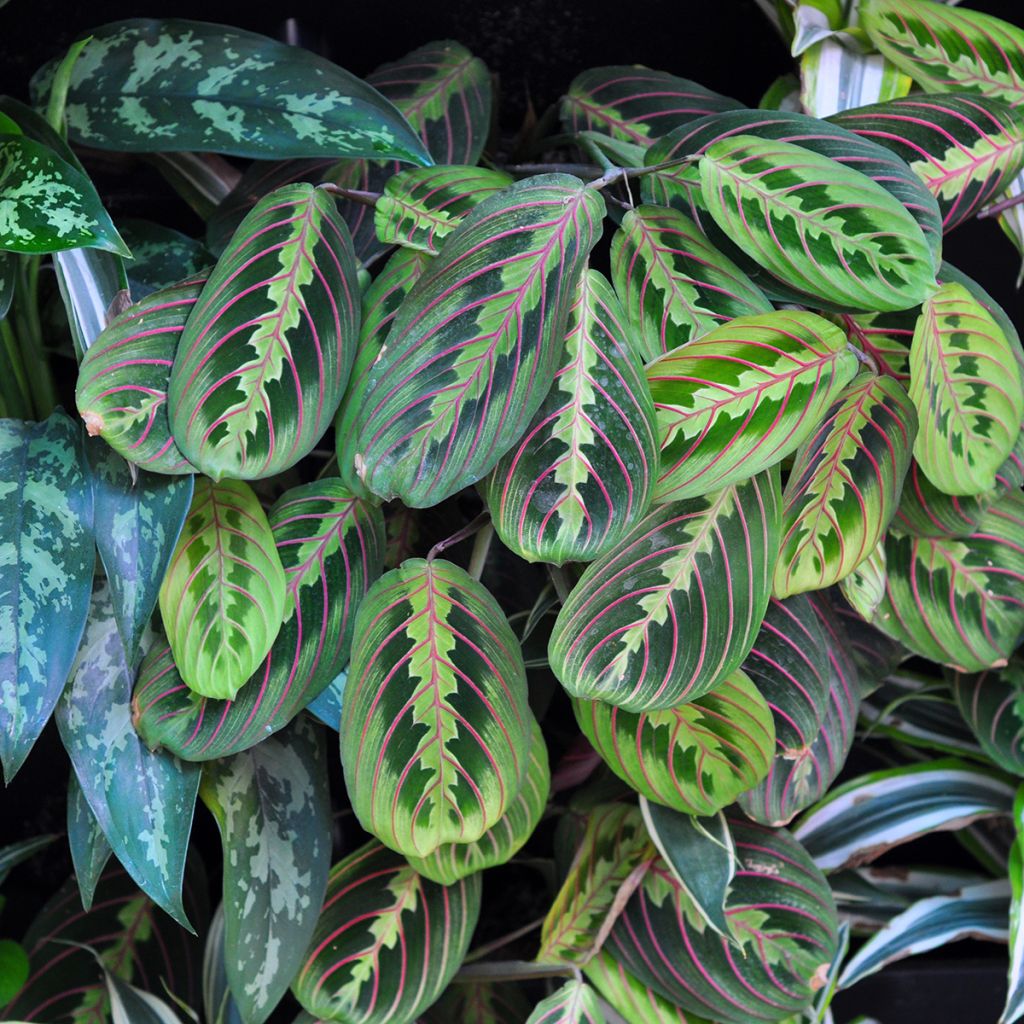Maranta leuconeura Tricolor Fascinator