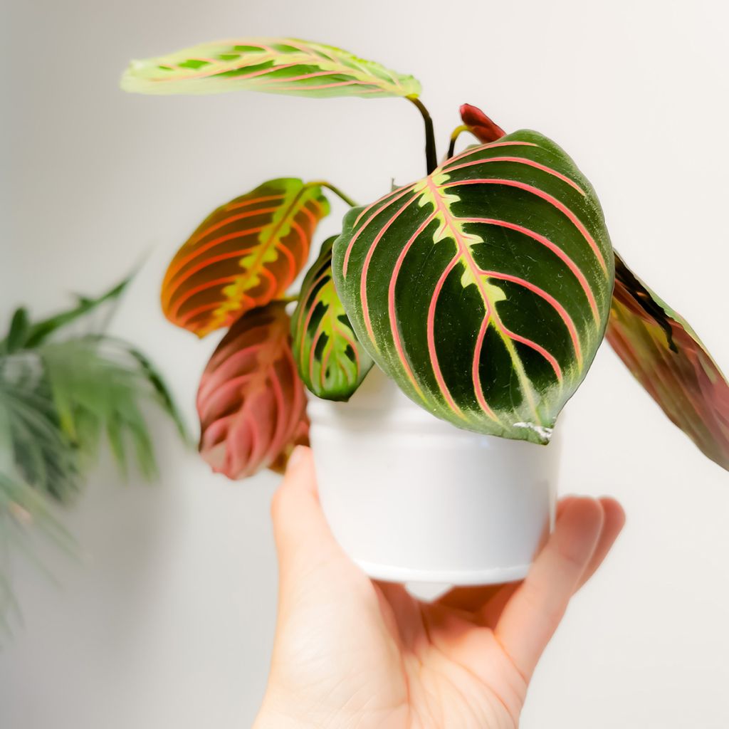 Maranta leuconeura Tricolor Fascinator