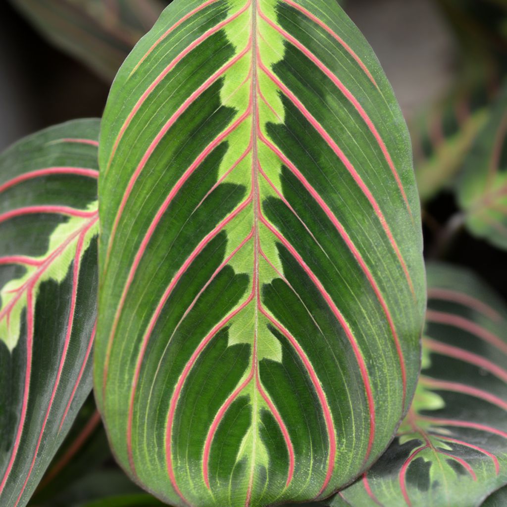 Maranta leuconeura Tricolor Fascinator