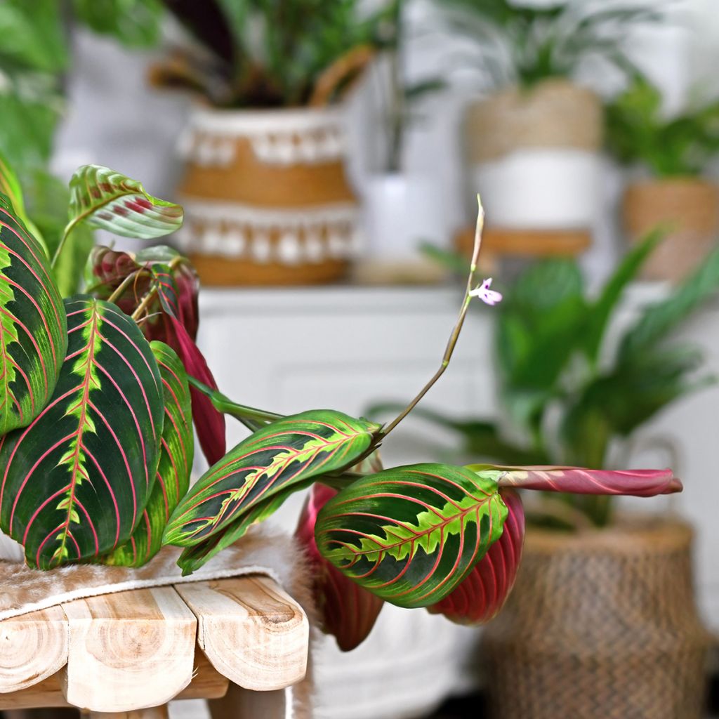 Maranta leuconeura Tricolor Fascinator