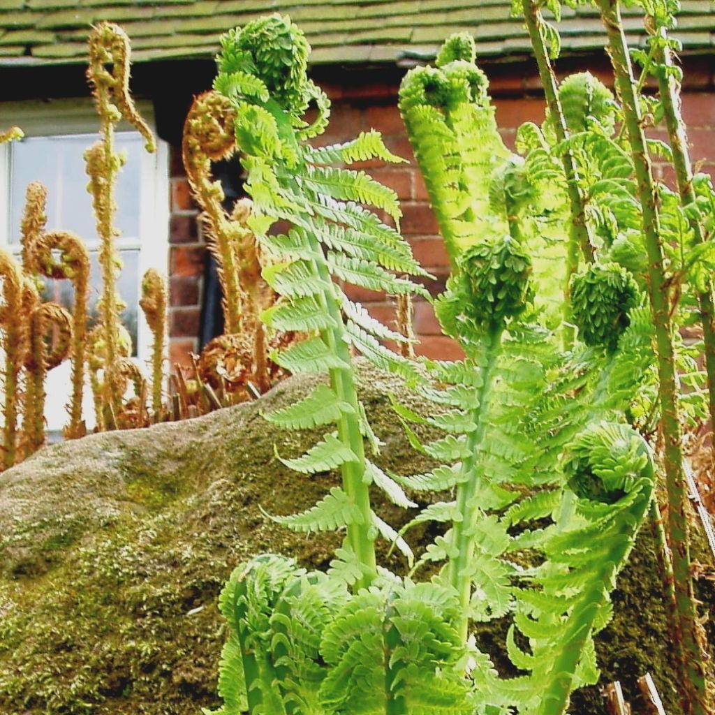 Kotkansiipi - Matteuccia struthiopteris