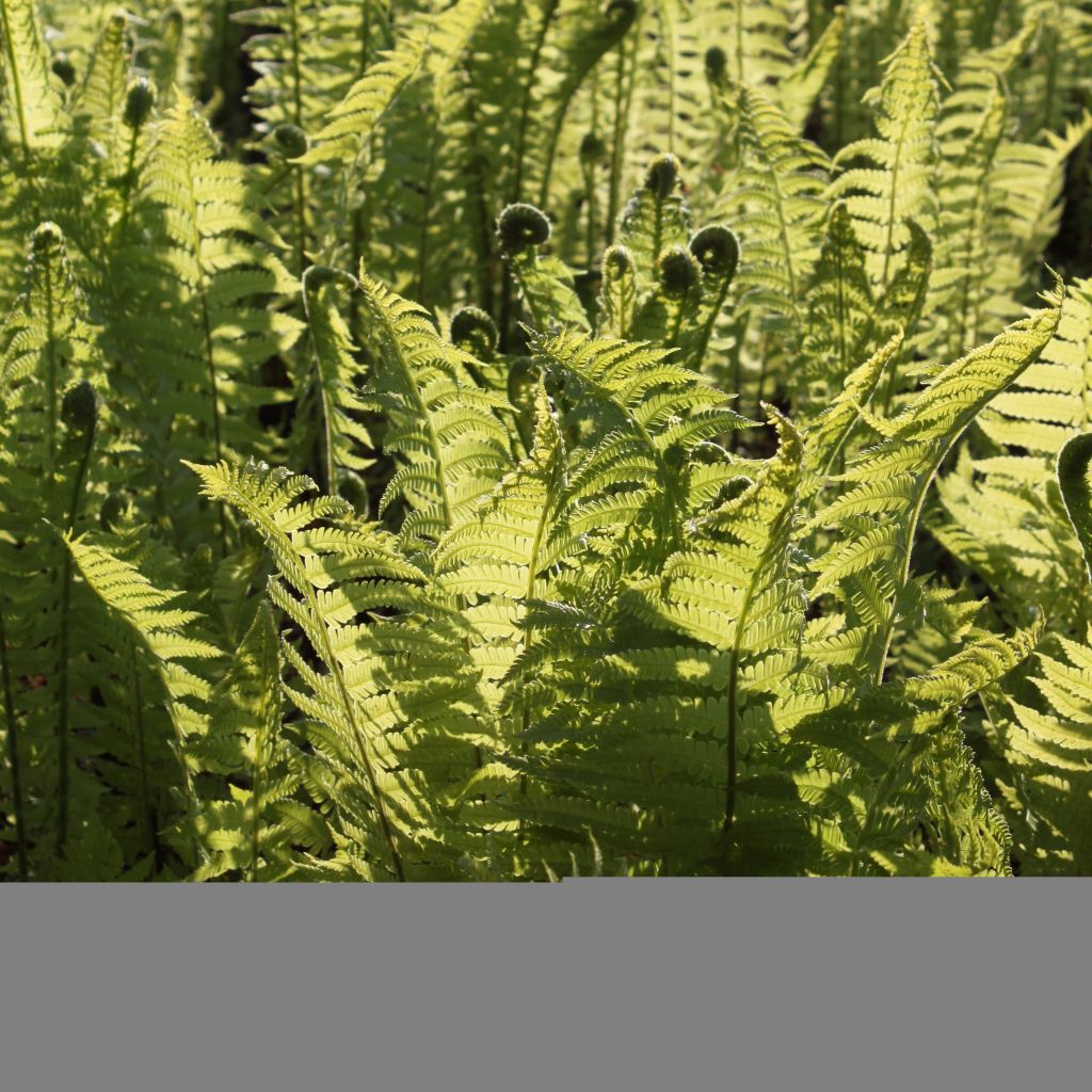 Kotkansiipi - Matteuccia struthiopteris