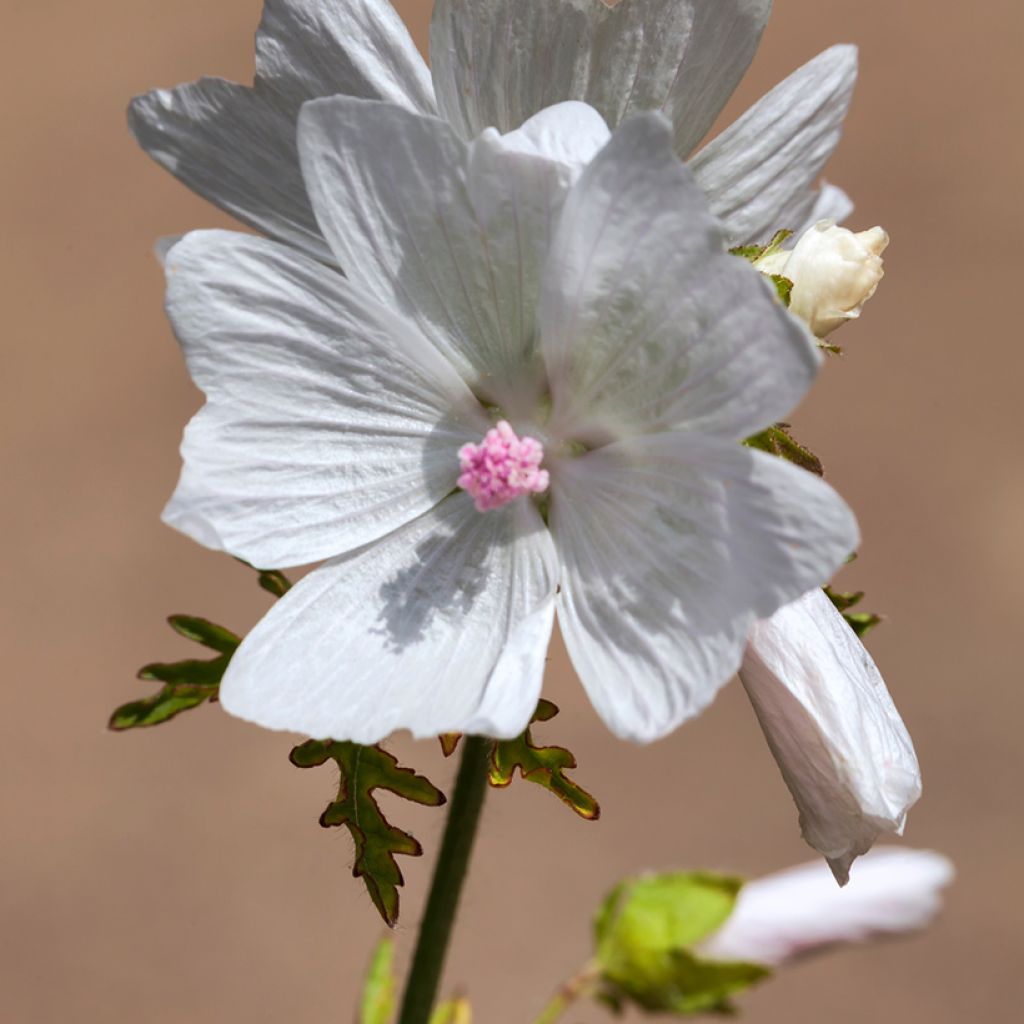 Myskimalva Alba