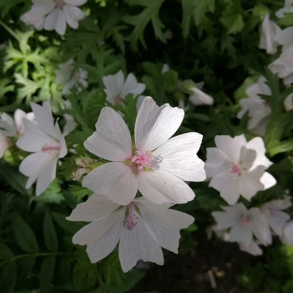 Myskimalva Alba