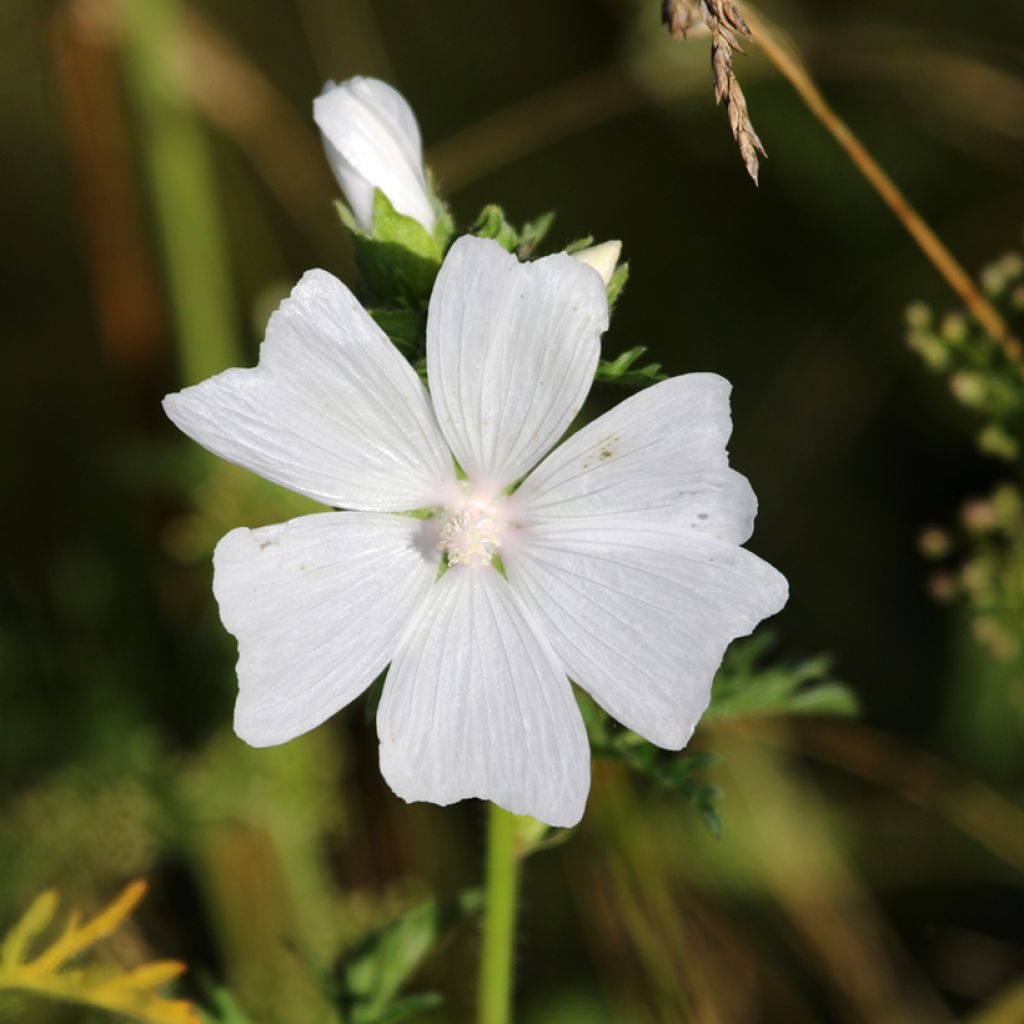 Myskimalva Alba