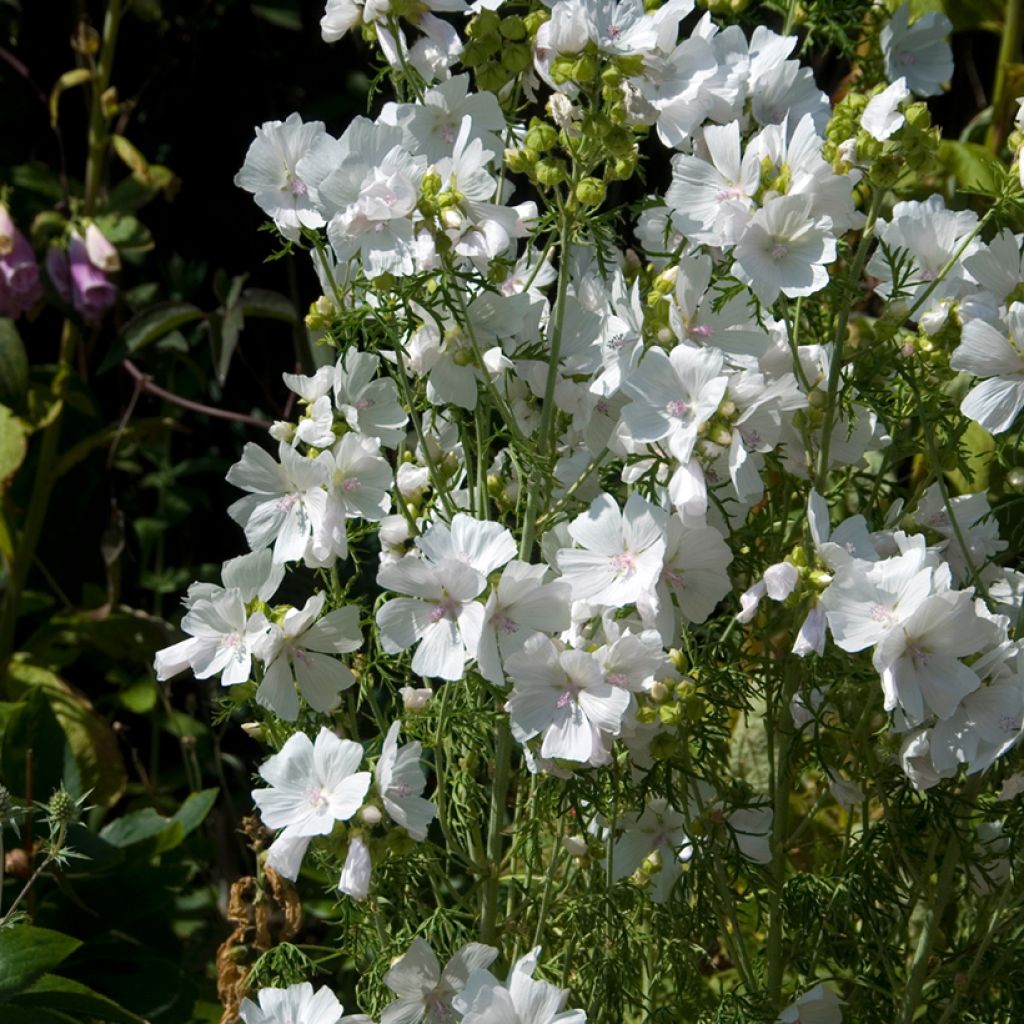 Myskimalva Alba