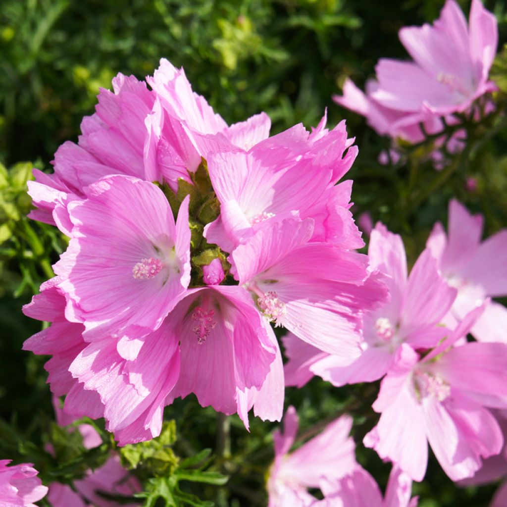 Myskimalva rosea