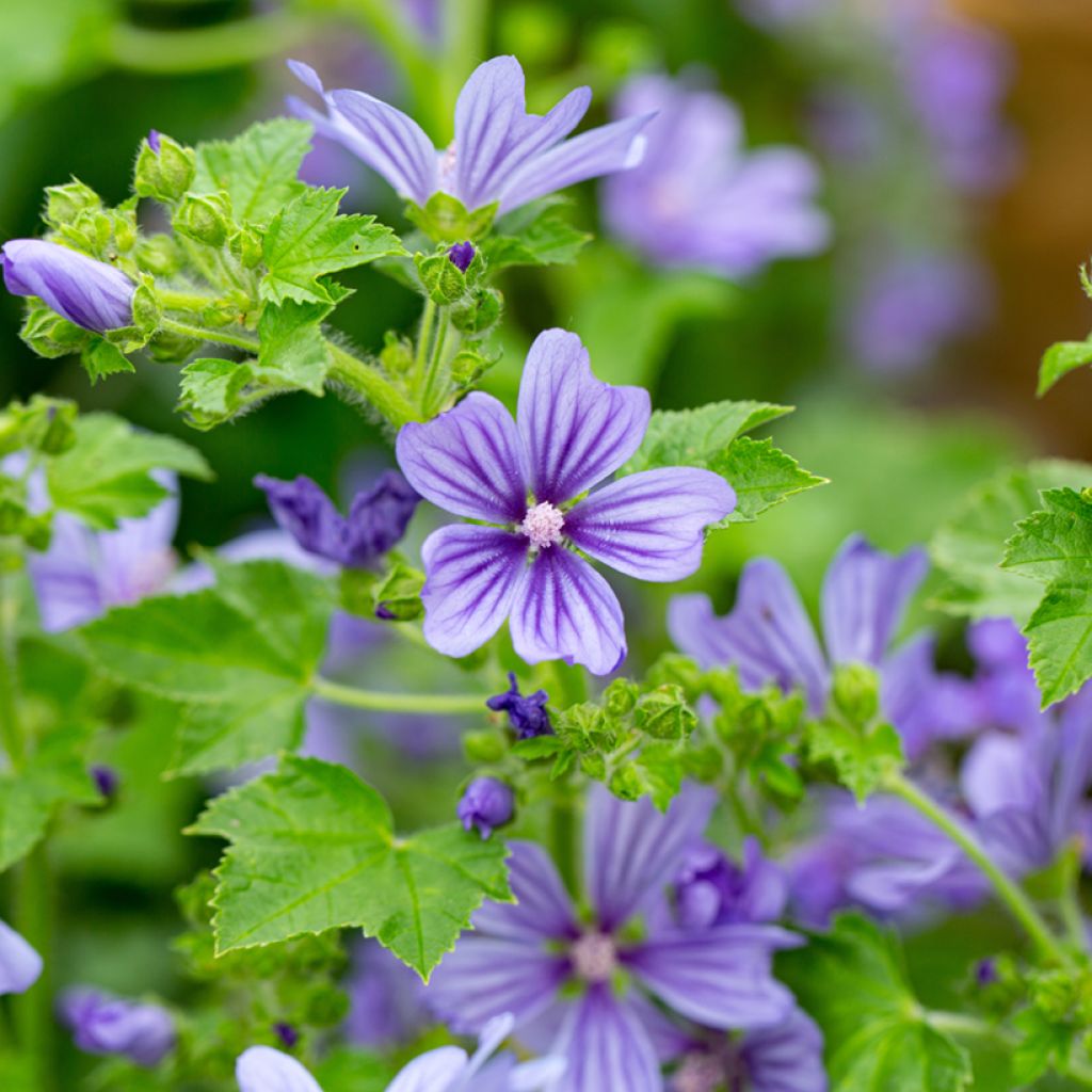 Kiiltomalva Primley Blue