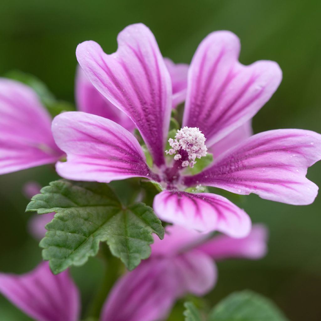 Kiiltomalva - Malva sylvestris