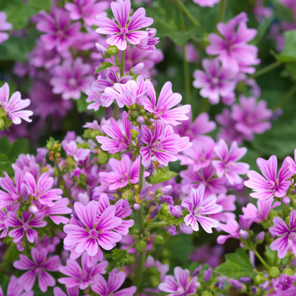 Kiiltomalva - Malva sylvestris