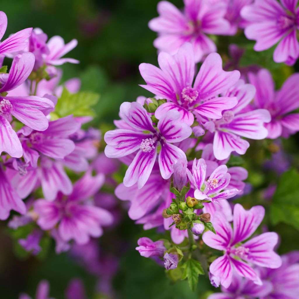 Kiiltomalva - Malva sylvestris