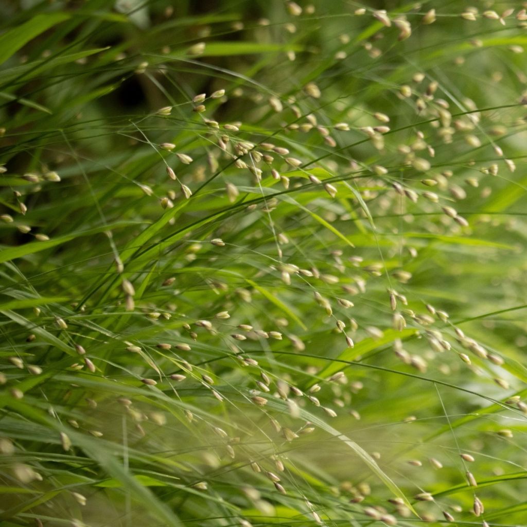 Röyhyhelmikkä - Melica uniflora var. albida