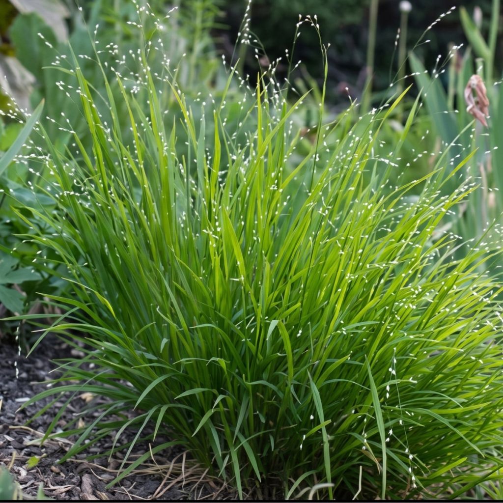 Röyhyhelmikkä - Melica uniflora var. albida