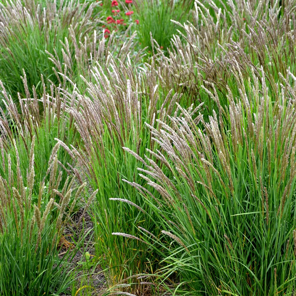 Tähkähelmikkä - Melica ciliata