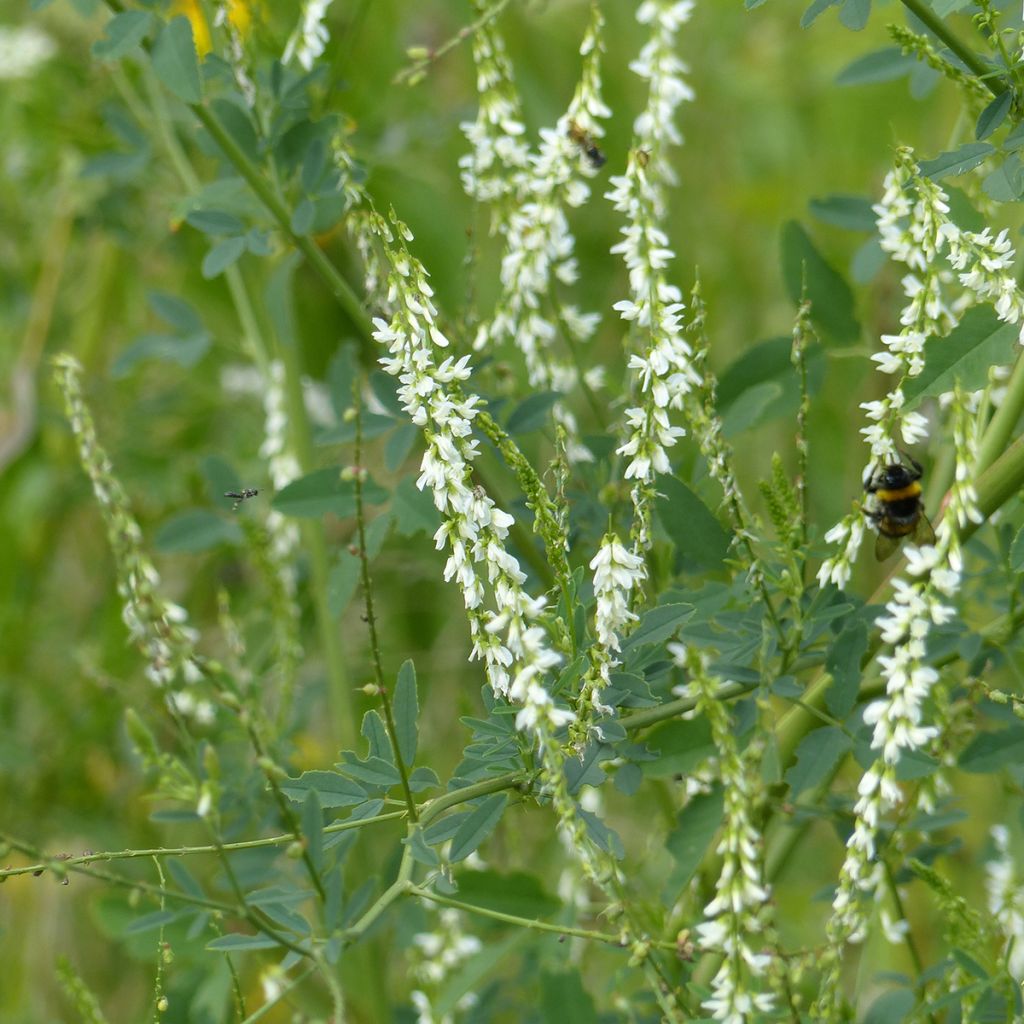 Valkomesikkä (siemenet) - Melilotus albus