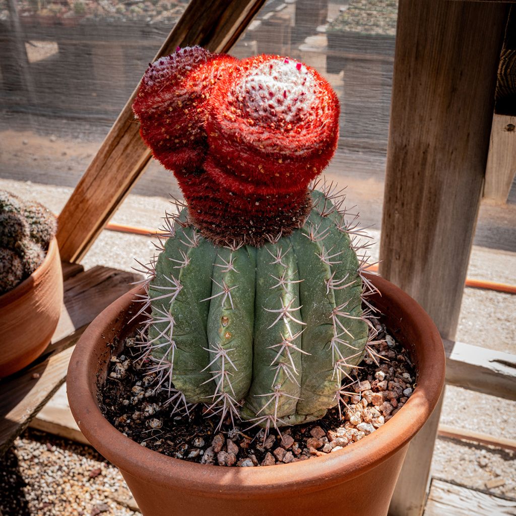 Melocactus azureus