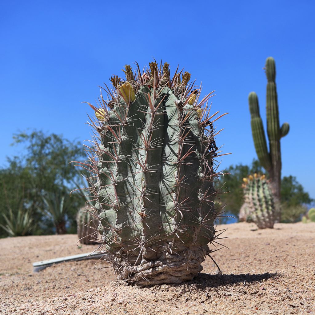 Melocactus azureus