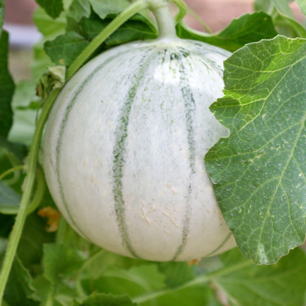 Cantaluponmeloni Alienor F1 - Vilmorin